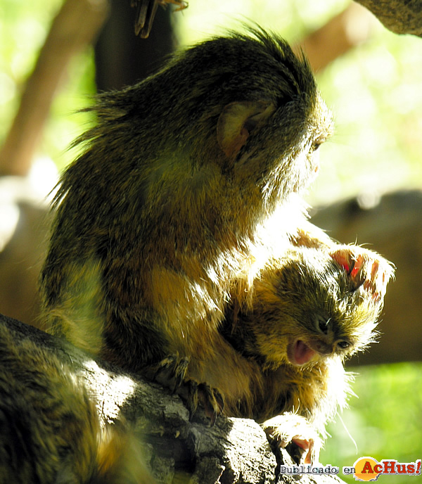 /public/fotos2/cria-titi-pigmeo2-05072012.jpg