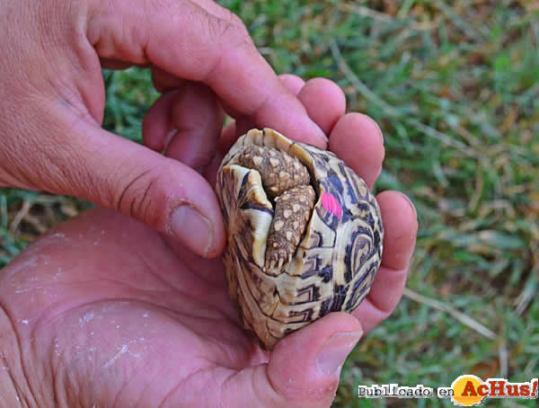 /public/fotos2/cria-tortuga-mano-cuidador-19072013.jpg