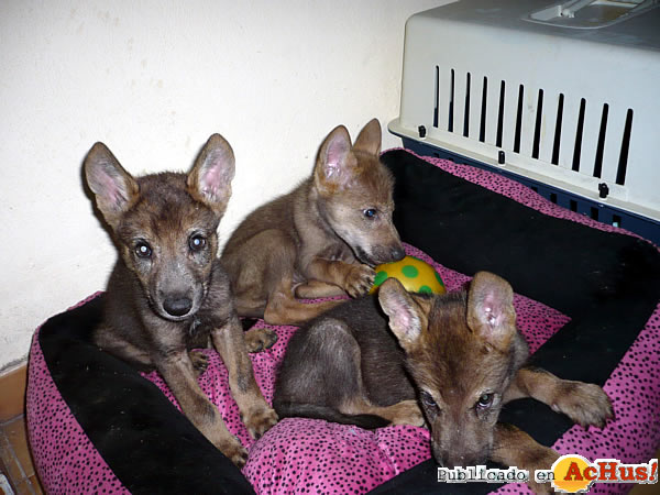 /public/fotos2/crias-lobos-18092012.jpg