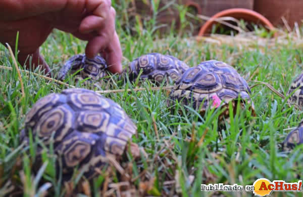 /public/fotos2/crias-tortuga-leopardo-19072013.jpg