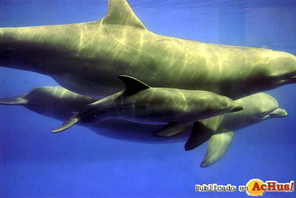 /public/fotos2/delfin-mular-20112009.jpg