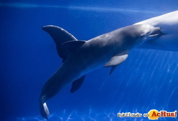 /public/fotos2/delfines-selwo-marina-19022011.jpg