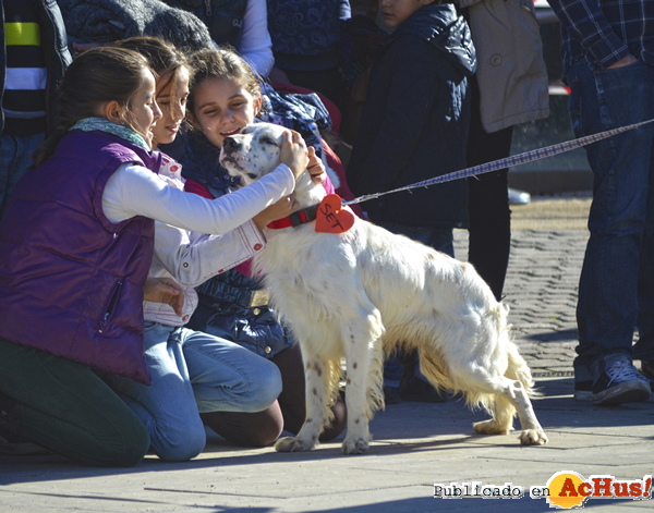 /public/fotos2/desfile-solidario-perros-21122014.jpg