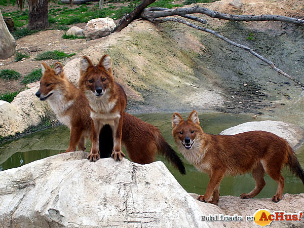 /public/fotos2/dholes-22052015.jpg