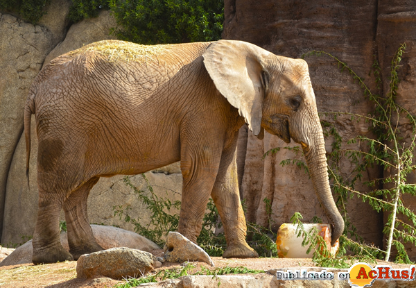 /public/fotos2/dia-mundial-elefantes-12082015.jpg