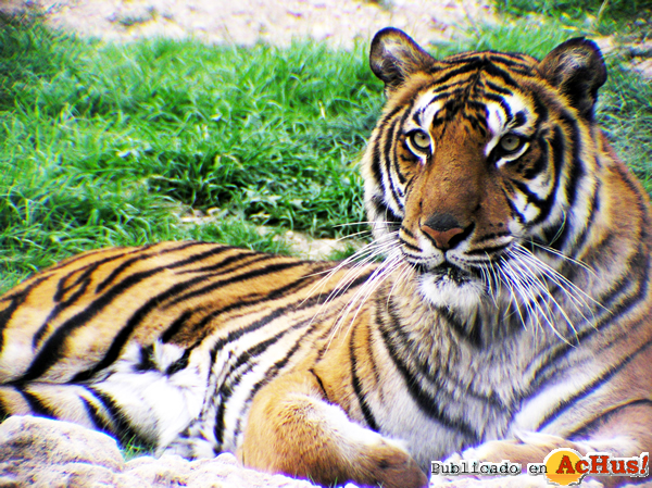 /public/fotos2/dia-tigre-29072014.jpg