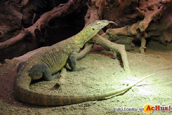 /public/fotos2/dragones-de-Komodo-0102042010.jpg
