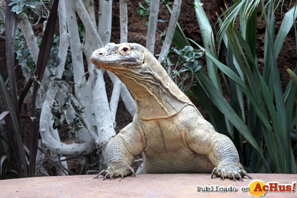 /public/fotos2/dragones-de-Komodo-0202042010.jpg