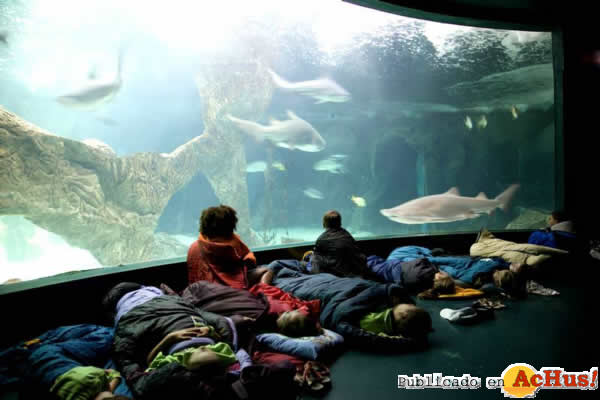 /public/fotos2/durmiendo-tiburones-22022012.jpg