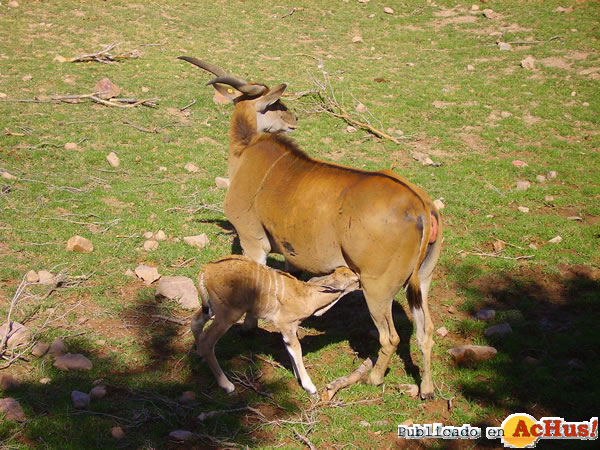 /public/fotos2/eland1-04072014.jpg