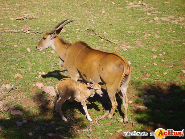 /public/fotos2/eland2-04072014.jpg