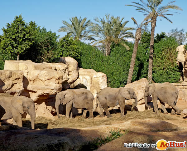 /public/fotos2/elefantas-en-el-palmeral-02032011.jpg