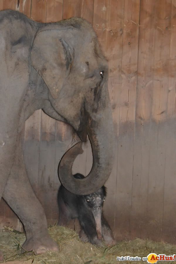/public/fotos2/elefante-20032013.jpg