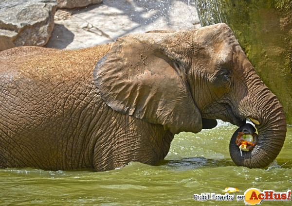 /public/fotos2/elefante-helado-frutas-12082015.jpg