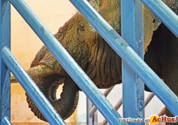 /public/fotos2/elefante-macho-Kibo-19092013.jpg