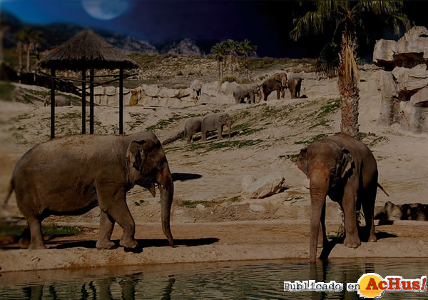/public/fotos2/elefante-noche-04082011.jpg
