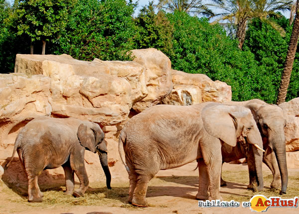 /public/fotos2/elefantes-07042011.jpg