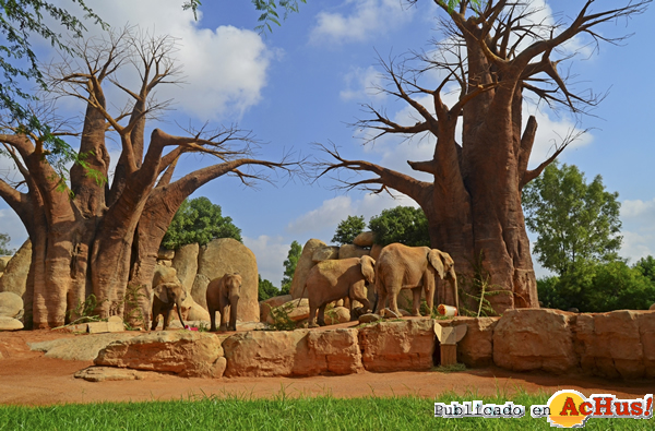 /public/fotos2/elefantes-12082015.jpg