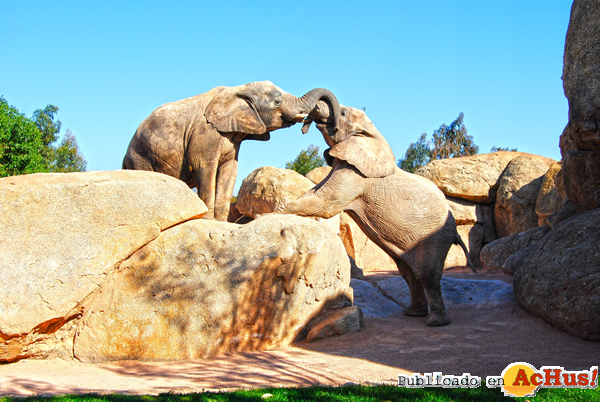 /public/fotos2/elefantes-Sabana-africana-13032015.jpg