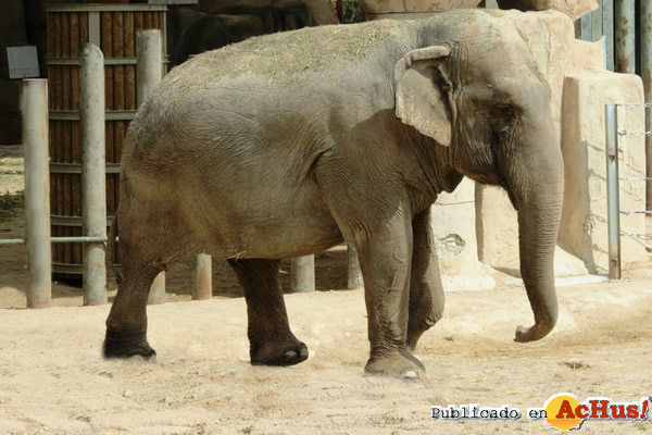 /public/fotos2/elefantes-Zoo-Madrid-05022015.jpg
