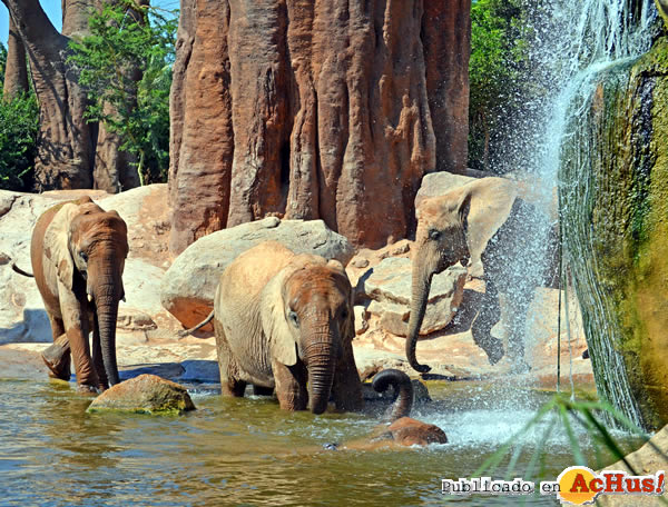 /public/fotos2/elefantes-en-el-lago-26082013.jpg