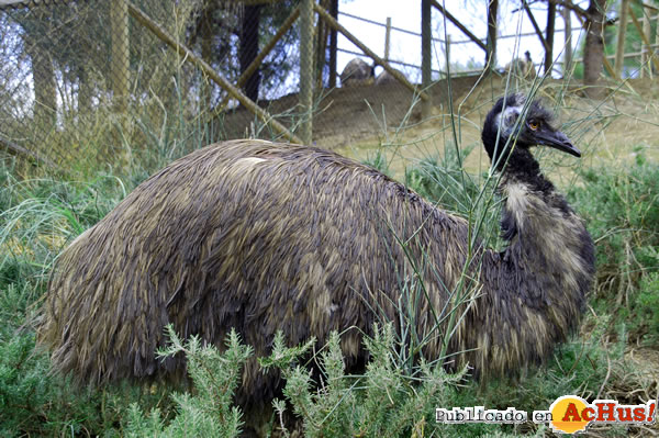 /public/fotos2/emu-02022011.jpg