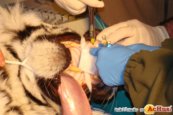 /public/fotos2/endodoncia-tigre-01022013.jpg