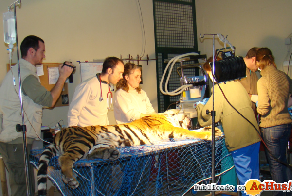 /public/fotos2/endodoncia-tigre2-01022013.jpg