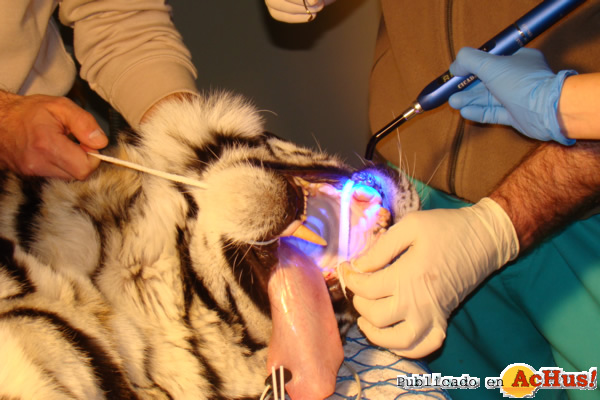/public/fotos2/endodoncia-tigre3-01022013.jpg