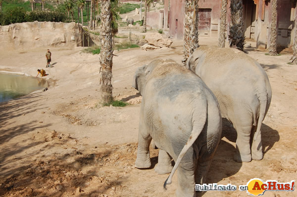 /public/fotos2/entrenamientoelefantes2-08102009.jpg