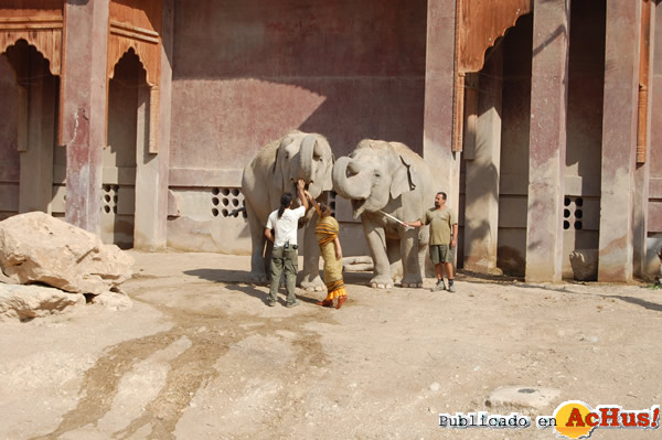 /public/fotos2/entrenamientoelefantes3-08102009.jpg