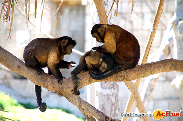/public/fotos2/familia-capuchinos-aseo-bebe-2010.jpg