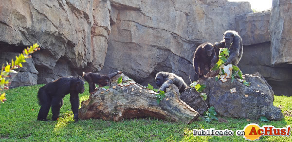 /public/fotos2/familia-chimpances-04102011.jpg