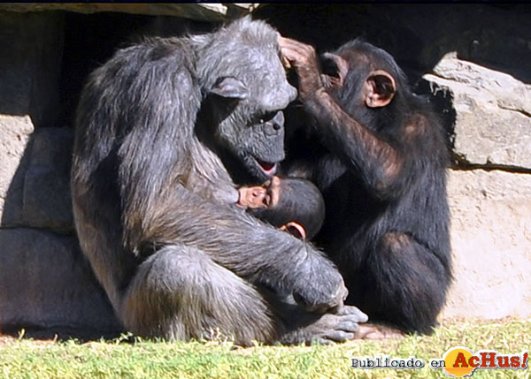 /public/fotos2/familia-chimpances-24012010.jpg