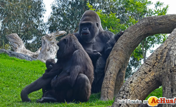 /public/fotos2/familia-de-gorilas-25042013.jpg