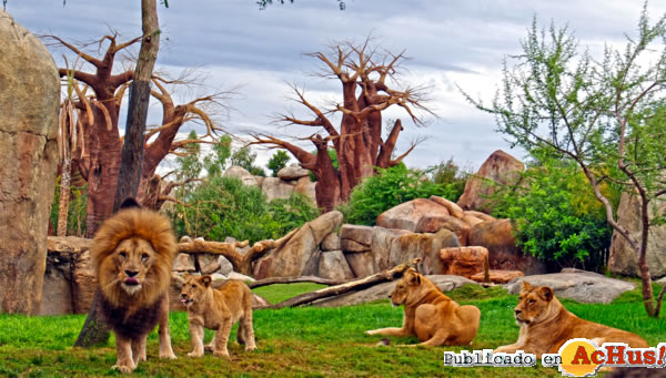 /public/fotos2/familia-de-leones-25112011.jpg