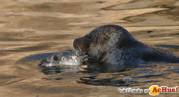 /public/fotos2/focas-01-24072009.jpg