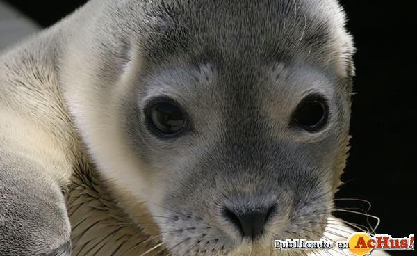 /public/fotos2/focas-03-24072009.jpg