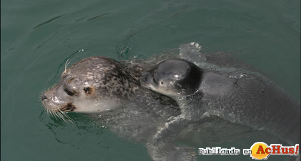 /public/fotos2/focas-04-24072009.jpg