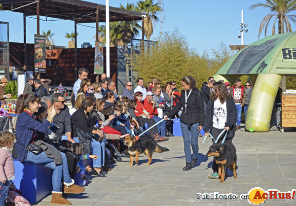 /public/fotos2/fomentar-adopciones-21122014.jpg