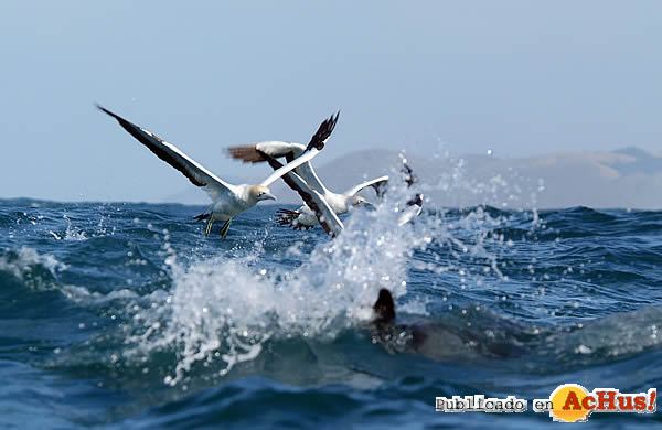 /public/fotos2/gaviotas-26092009.jpg