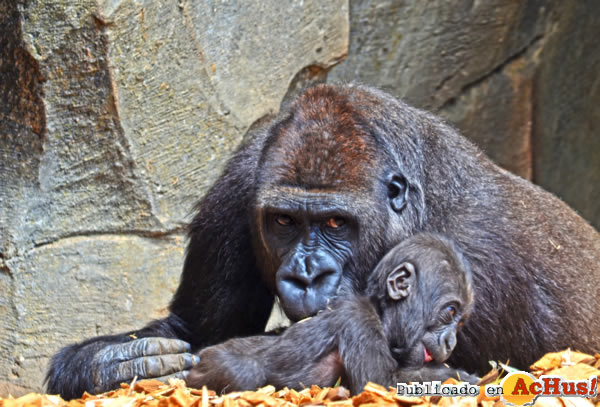 /public/fotos2/gorila-Ebo-Fossey-16012014.jpg