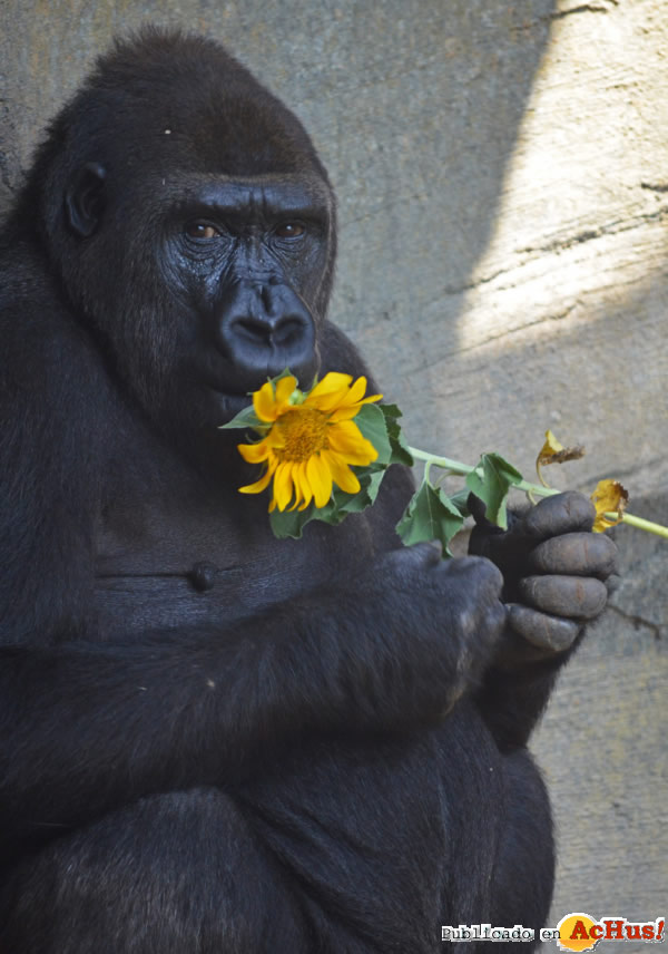 /public/fotos2/gorila-Fossey-16012014.jpg