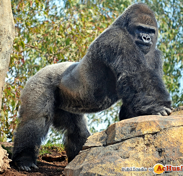 /public/fotos2/gorila-Mambie-12062015.jpg
