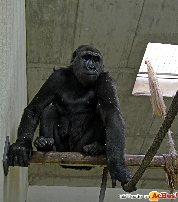 /public/fotos2/gorila-Nalani-23102014.jpg
