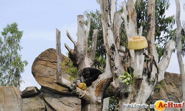/public/fotos2/gorila-disfrutando-helado-gigante-05082011.jpg
