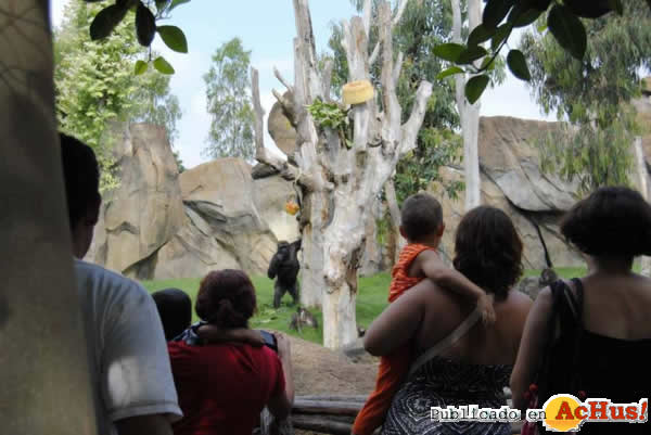 /public/fotos2/gorila-helados-gigantes-22072013.jpg