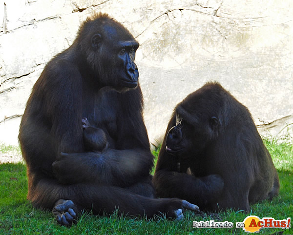/public/fotos2/gorila_Fossey_curiosa_ante_el_bebe-de_Ali-31102012.jpg