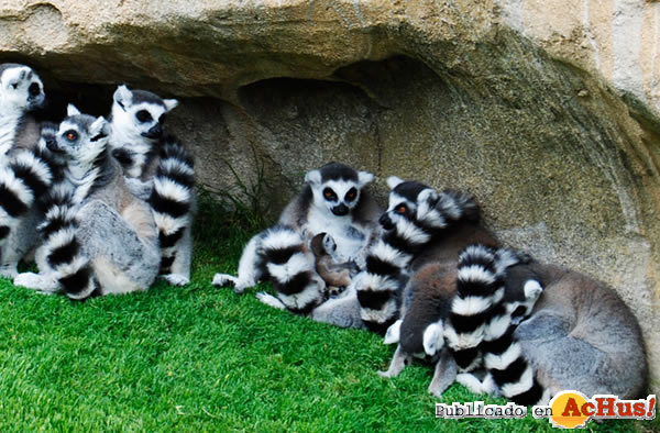/public/fotos2/grupo-cattas-primeras-crias-lemur-19052011.jpg