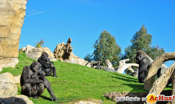 /public/fotos2/grupo-gorilas-18012013.jpg